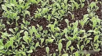 种子催芽的五种方法,玉豆催芽最好方法