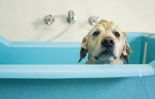 狗狗洗澡多久一次,春天狗狗洗澡多久一次