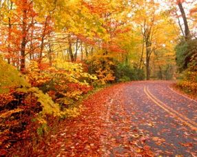 含有叶关于秋的诗句有哪些