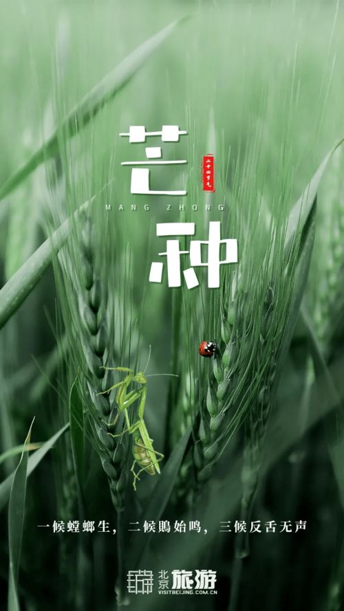 2025芒种是几月几号开始的