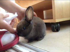 求验证这是什么兔子,特别聪明可爱,很活泼,全身灰黑色,毛很软 