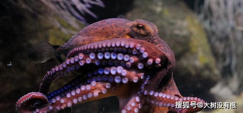 5亿神经元 会做梦,章鱼可能是外星生物 这一个怀疑可能是对的
