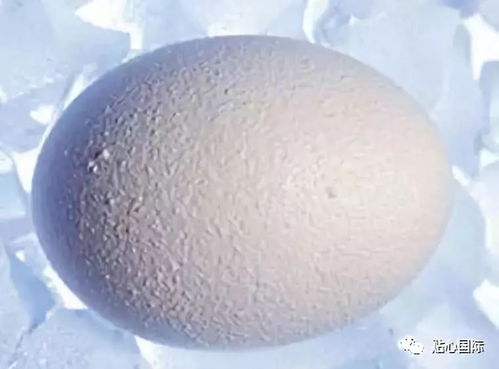 冷冻卵子费用 冷冻卵子费用是多少钱