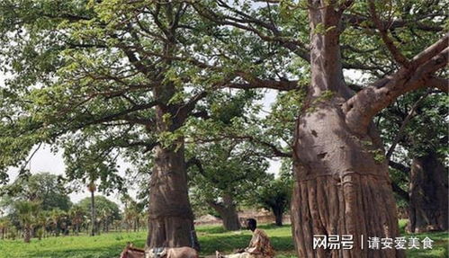世界最老的树 世界最老的树15亿年