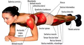 她每天练习瑜伽平板支撑,30天后效果惊人