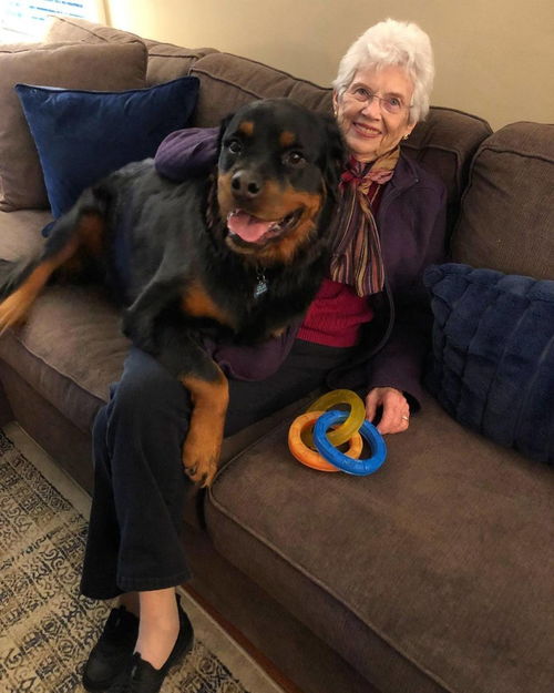82岁婆婆只爱拉布拉多,但跟 猛犬 住了一段时间,立刻沦陷