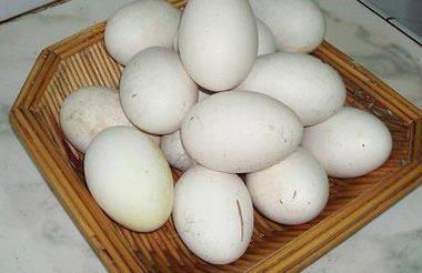 浅谈农村鹅蛋为什么比鸡蛋跟鸭蛋贵,是营养价值高,还是少