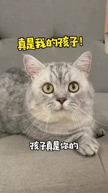 全网第一只做亲子鉴定的猫结果出来了 一定要看到最后 