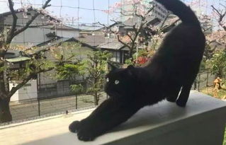 黑猫被英国人大量抛弃,原因让日本网友无法接受