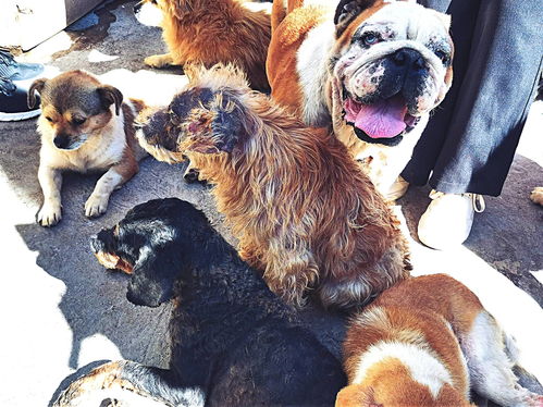 云南大理流浪动物救助平台负责人 希望有一天没狗可救