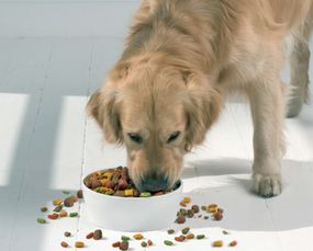 新手养狗问题答疑,如何判断狗狗有没有吃饱