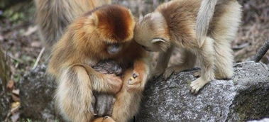 无意间拍到野生猴子生产小趣事,原来猴子也有这样特殊小帮手