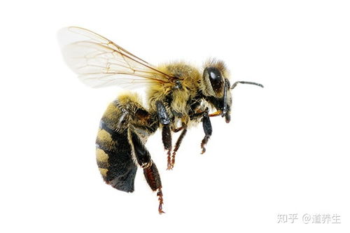 蜜蜂蛰了怎么快速消肿止痛偏方