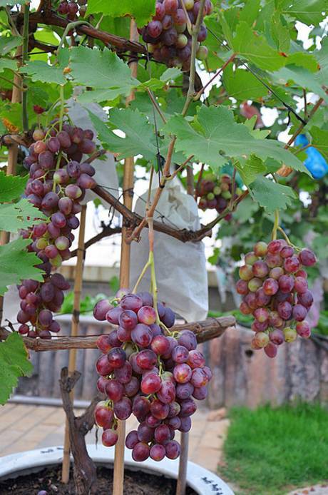 葡萄挂满阳台,水果一年吃不完 5种可以盆栽的水果推荐 