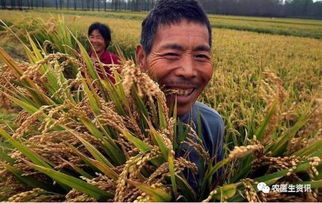 热点丨夏种大市场 玉米 水稻种子价格上涨,农民朋友要合理种植不跟风 