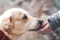 狗狗为什么总是喜欢舔人 常见的原因有6个,不只是喜欢那么简单