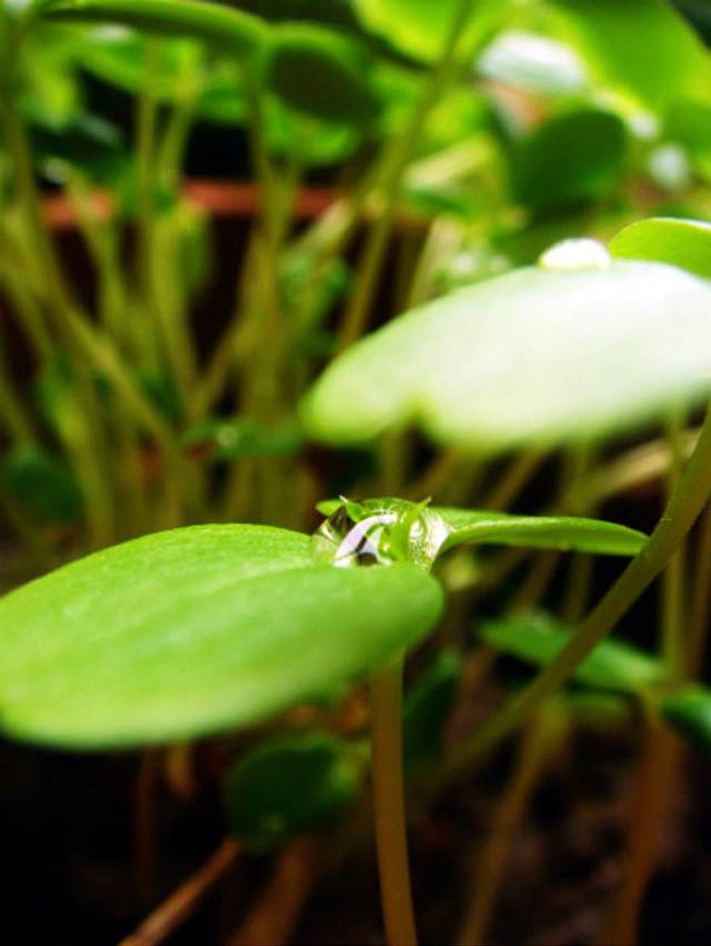 凤仙花 指尖的嫣红记忆 