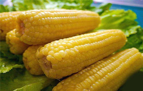 为什么减肥期间吃玉米可以减肥 