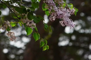 通安这些绝美花海,竟然都免费 