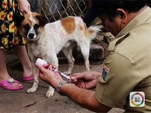 狂犬疫苗告罄 巴厘岛狂犬病疫情 卷土重来 