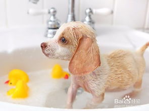 自己如何在家给狗狗洗澡,要注意什么 