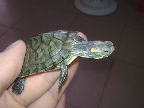 帮我看下这是巴西龟吗 还有它该怎么养呢 