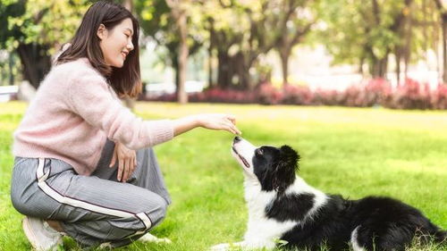 饲养边牧犬,不能犯这几个错误