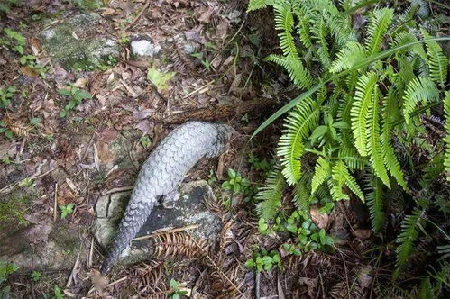 含国家保护野生动物制品、野生植物的药材有哪些