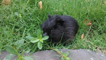 黑色短尾巴会吃草长得像老鼠又像兔子的动物到底是什么东西 