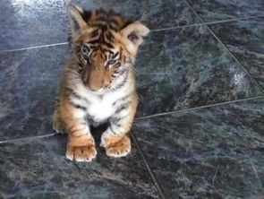 男子在卫生间偶遇老虎,以为是人假扮的 