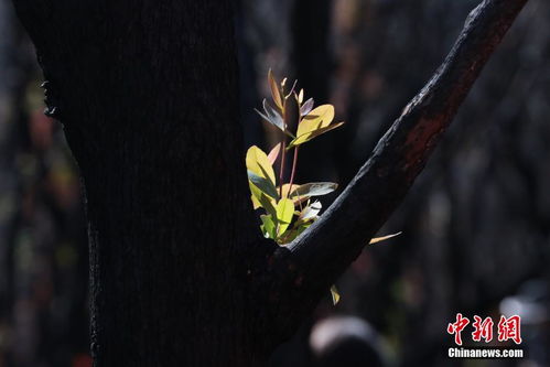 探访澳大利亚山火发生地 枯树长出新枝 