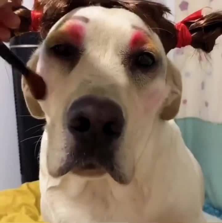 狗子化妆大比拼 