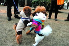 上海将出台 限狗令 每户限养一条犬 禁养烈犬 