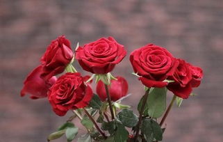 十二星座的专属玫瑰花语,水瓶是七彩玫瑰,你的呢