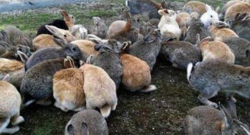 澳大利亚兔子泛滥成灾,数量曾达100亿只,被迫出动轰炸机