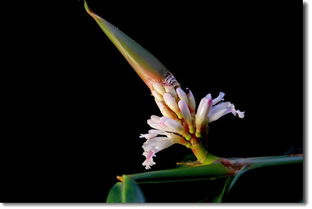 踏青赏花 ── 益智 姜科植物
