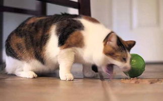 猫吃啥吐啥总蹲猫砂盆,猫在猫砂里吐了