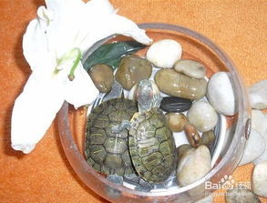 如何饲养红耳巴西龟