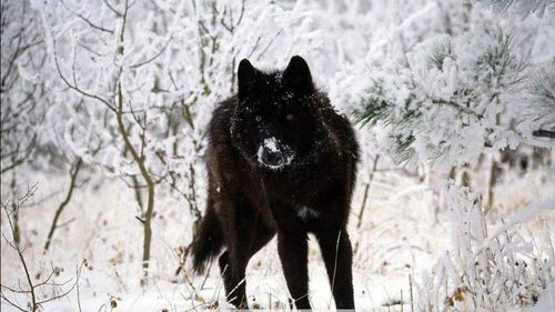 黑狼打破规则,最终成了狼王,独特的行事准则是其他狼没有的 