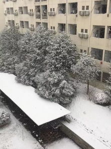 我的世界下雪了(我的世界下雪了原文)