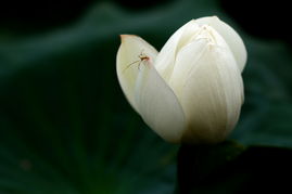 花与叶子的爱情(花与叶子的爱情句子)