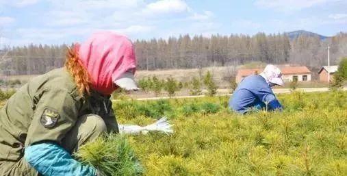 苗圃怎么除草  第2张