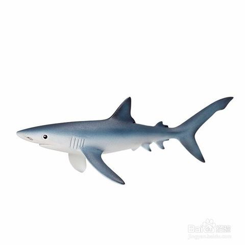 蓝鲨鱼饲养管理
