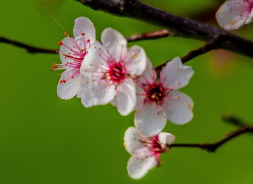 8月底,桃花情深,繁花祝福,前任妥协,3星座旧情涌动,终成眷属 爱得 