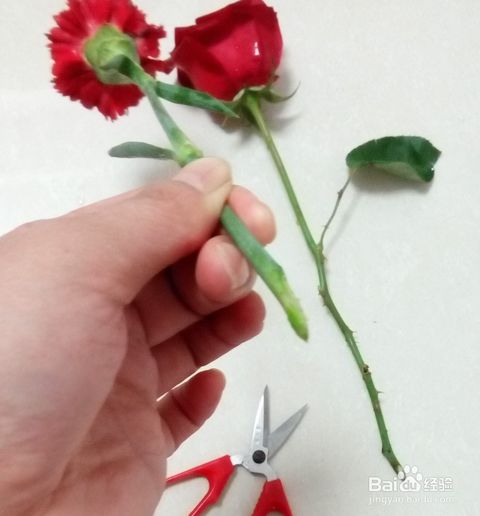 从花店买回的鲜花如何保鲜