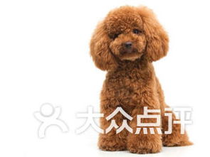 上海宠物店宠物市场排行