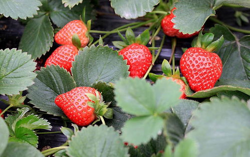草莓种多久才开花结果,草莓种多久才开花结果