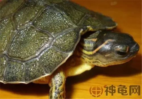 犁沟木纹龟 不科学 明明是热带龟居然也会冬眠