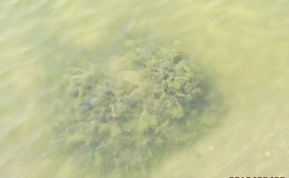 蟹塘 虾塘水浑 泥皮 草脏 有青苔怎么办 别急,养殖专家教你一招