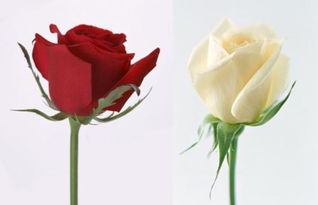 张爱玲说 每个男人生命中都有两个女人,红玫瑰和白玫瑰 娶了白玫瑰,红玫瑰就是心口的那粒朱砂痣,白 